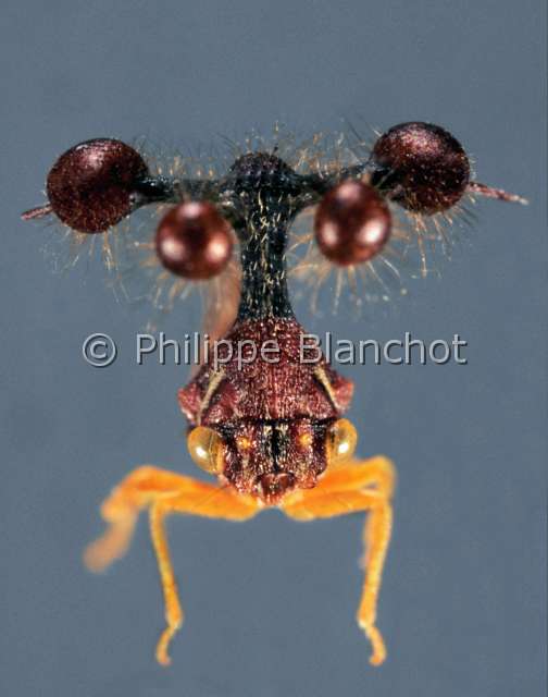 Bocydium globulare.JPG - in "Portraits d'insectes" ed. SeuilBocydium globulareMembracideBell bearerHemipteraMembracidaeBresil